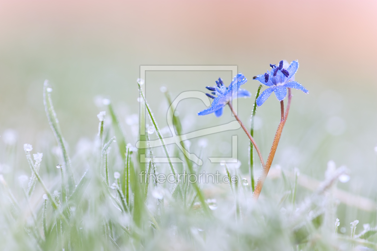 Bild-Nr.: 9979463 Frostiges Blausternchen erstellt von AdamS