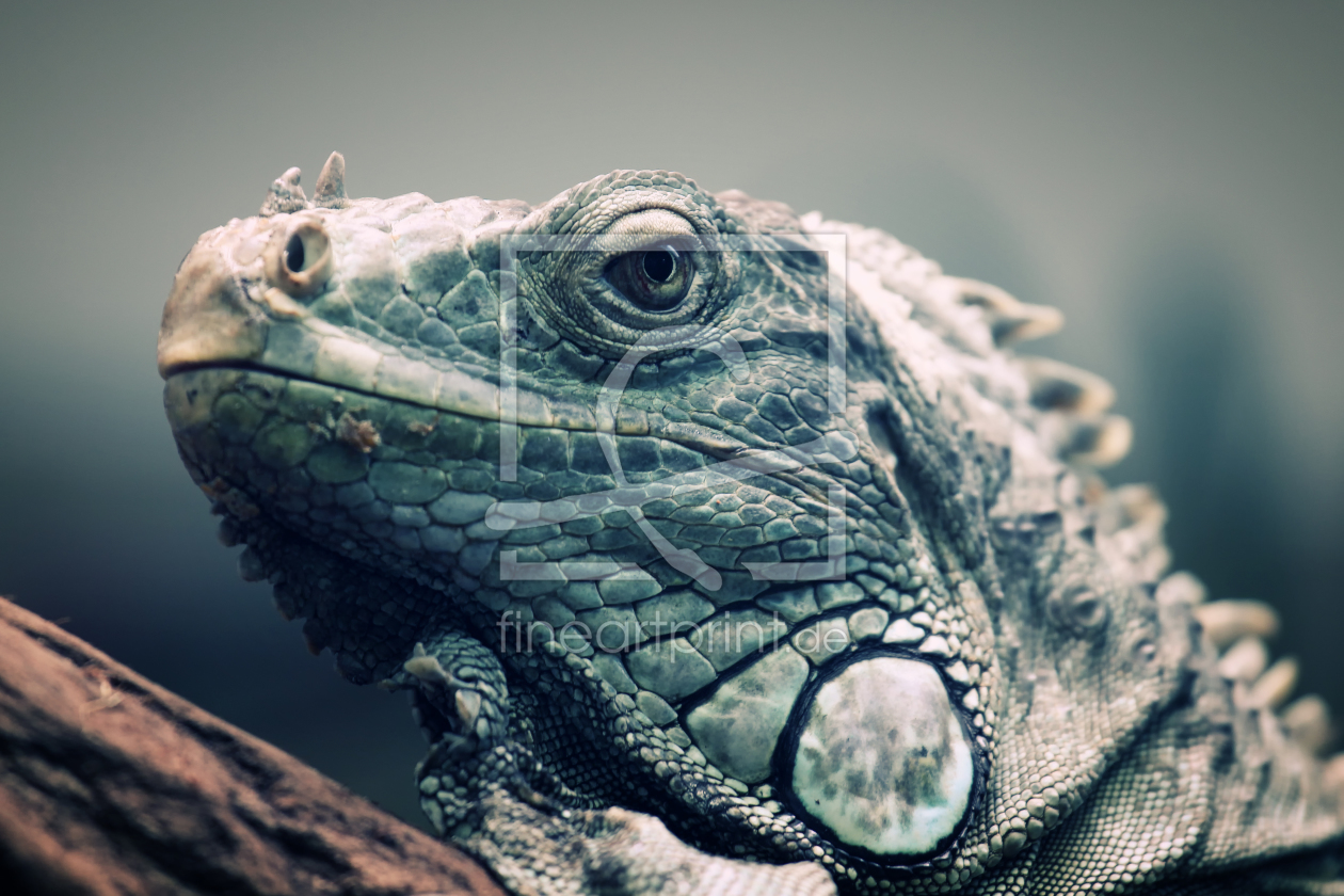 Bild-Nr.: 9979875 Leguan erstellt von FotoDeHRO