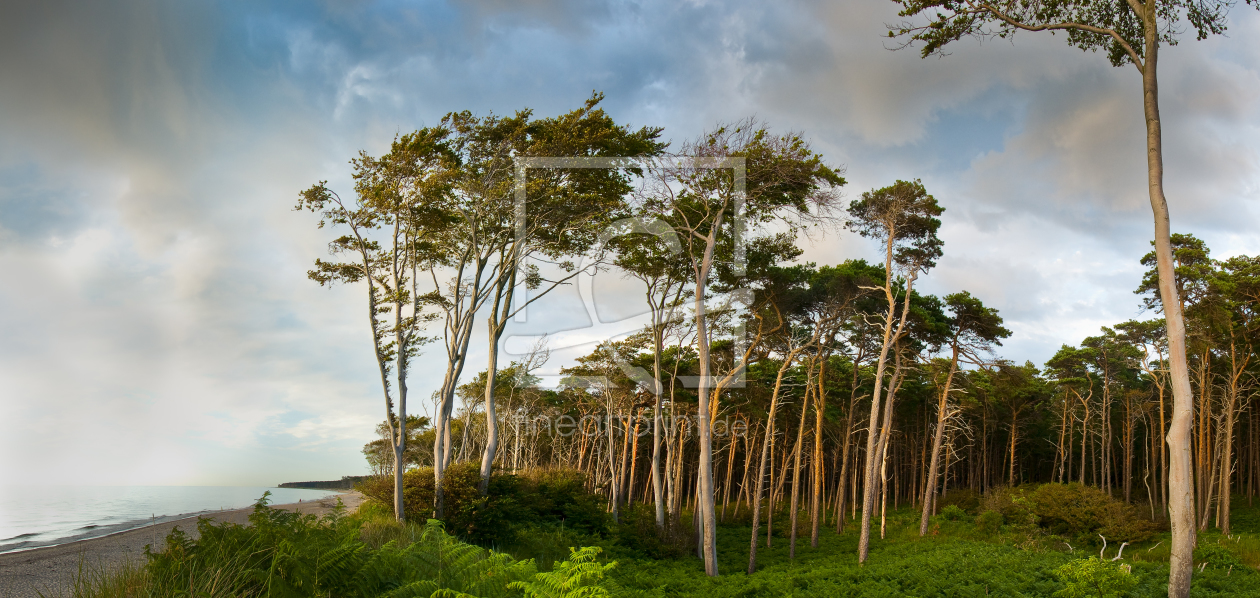 Bild-Nr.: 9980468 Küstenwald auf dem Darß IIII erstellt von Apfelbaum64