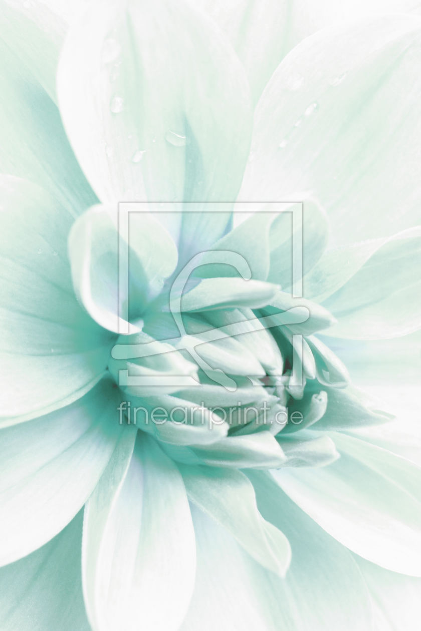 Bild-Nr.: 9981724 Dahlia Bild-Nr.: 9981724 Dahlia erstellt von Nettesart