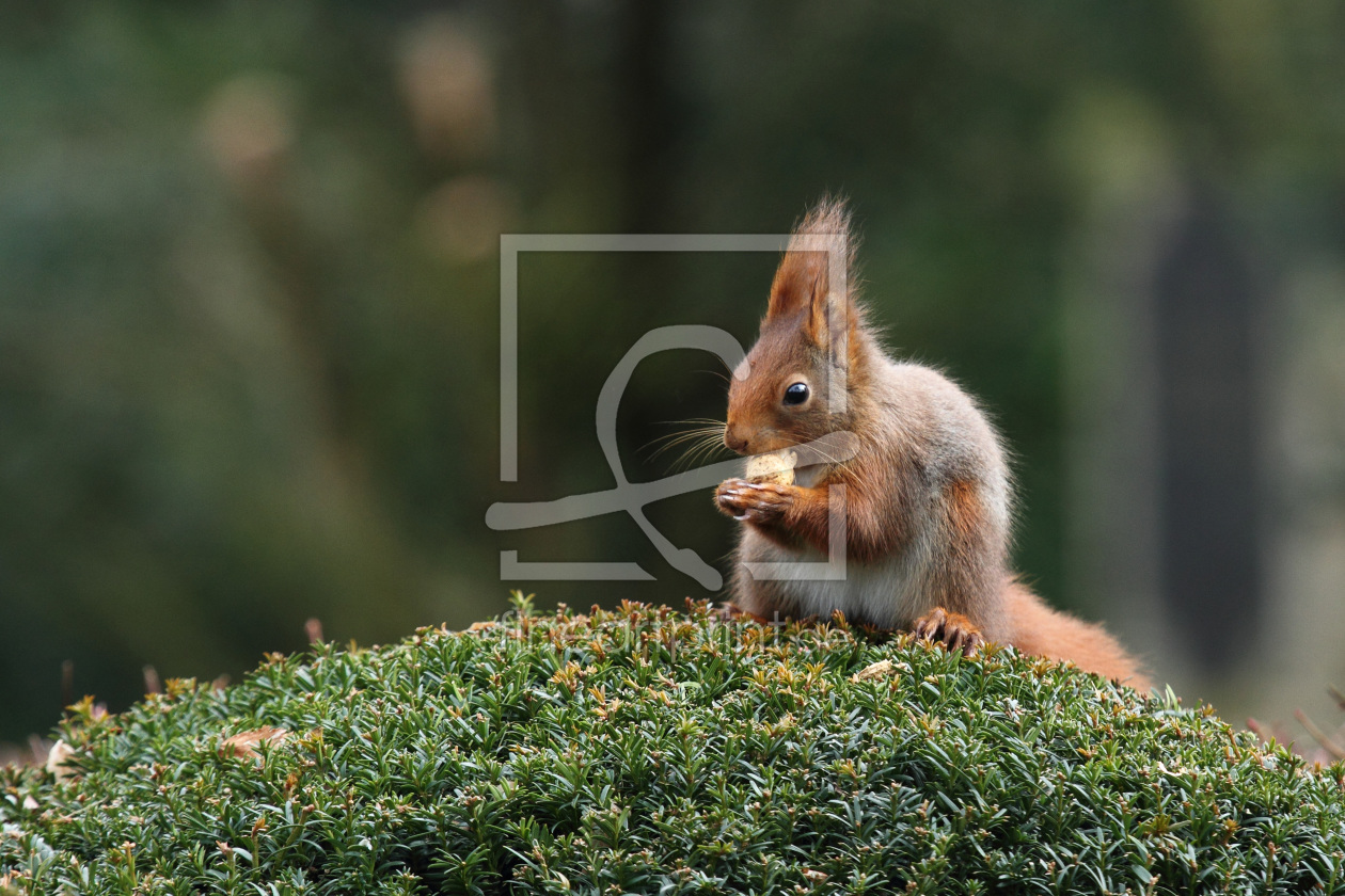 Bild-Nr.: 9982448 Eichhörnchen erstellt von carmen-irene