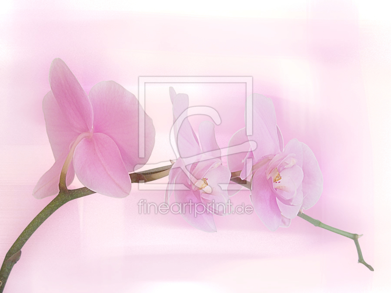 Bild-Nr.: 9983854 orchid erstellt von Gisela Baiker
