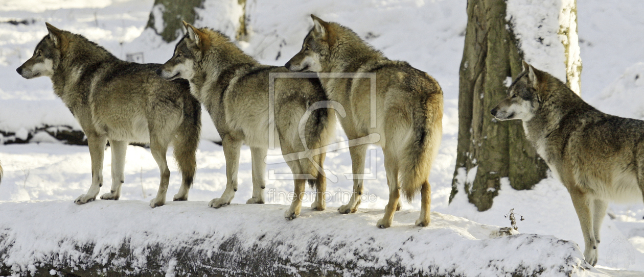 Bild-Nr.: 9984398 Wölfe im Winter 4 erstellt von pixelschmied