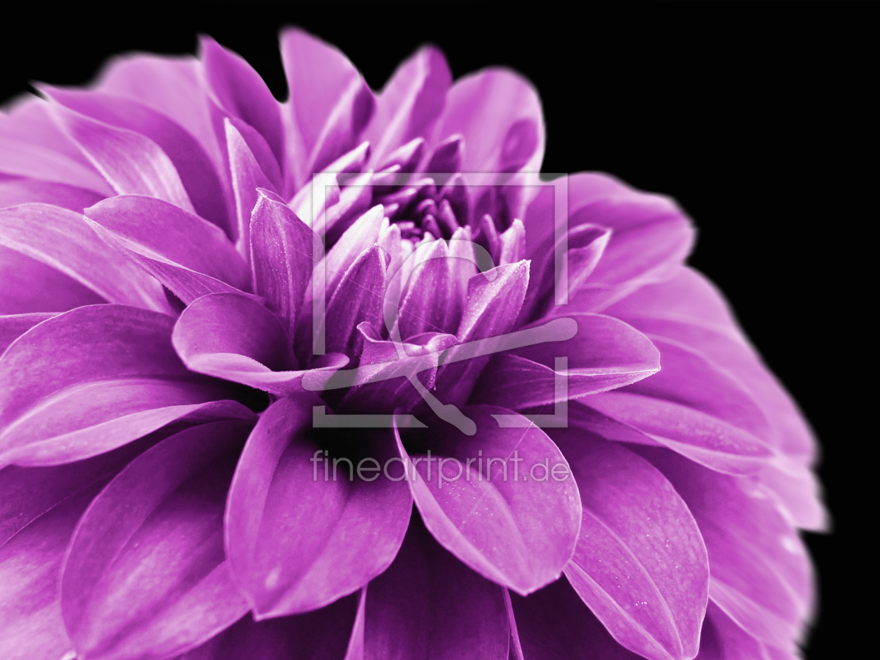 Bild-Nr.: 9984620 Dahlia  erstellt von Galerie-Fotoeffekt