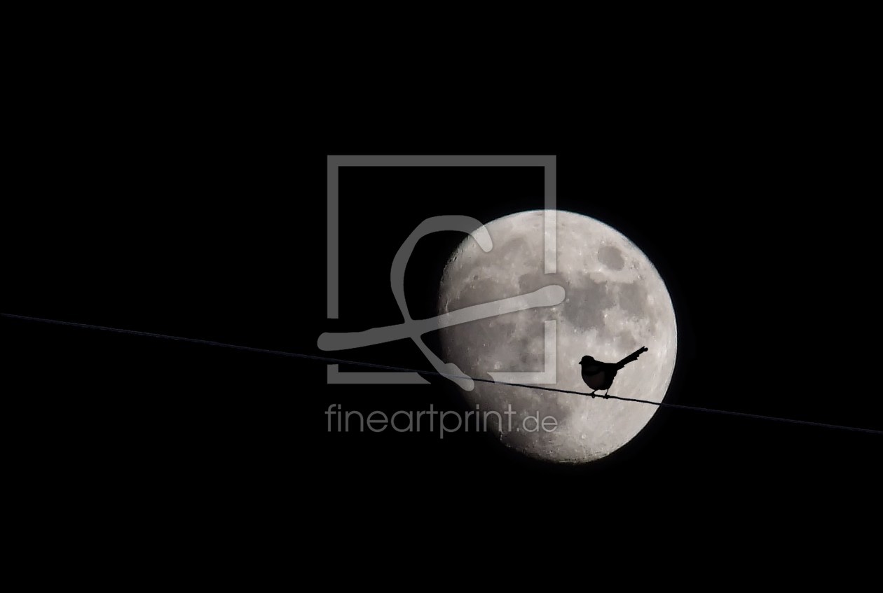 Bild-Nr.: 9985784 Vogel der Nacht Bild-Nr.: 9985784 Vogel der Nacht erstellt von Gisela Baiker