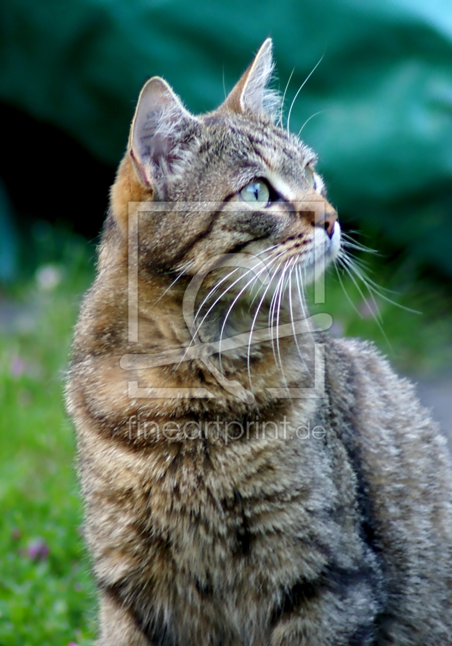 Bild-Nr.: 9986090 Tiger Bild-Nr.: 9986090 Tiger erstellt von youhaveadream