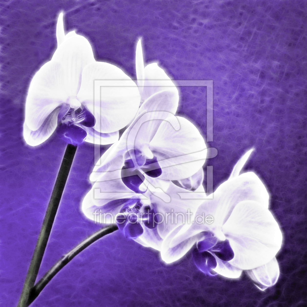 Bild-Nr.: 9987035 O R C H I D E E Bild-Nr.: 9987035 O R C H I D E E erstellt von Nettesart