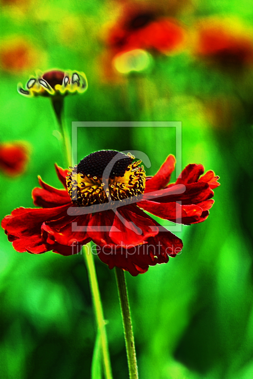 Bild-Nr.: 9987061 Helenium Hybride erstellt von Atteloi