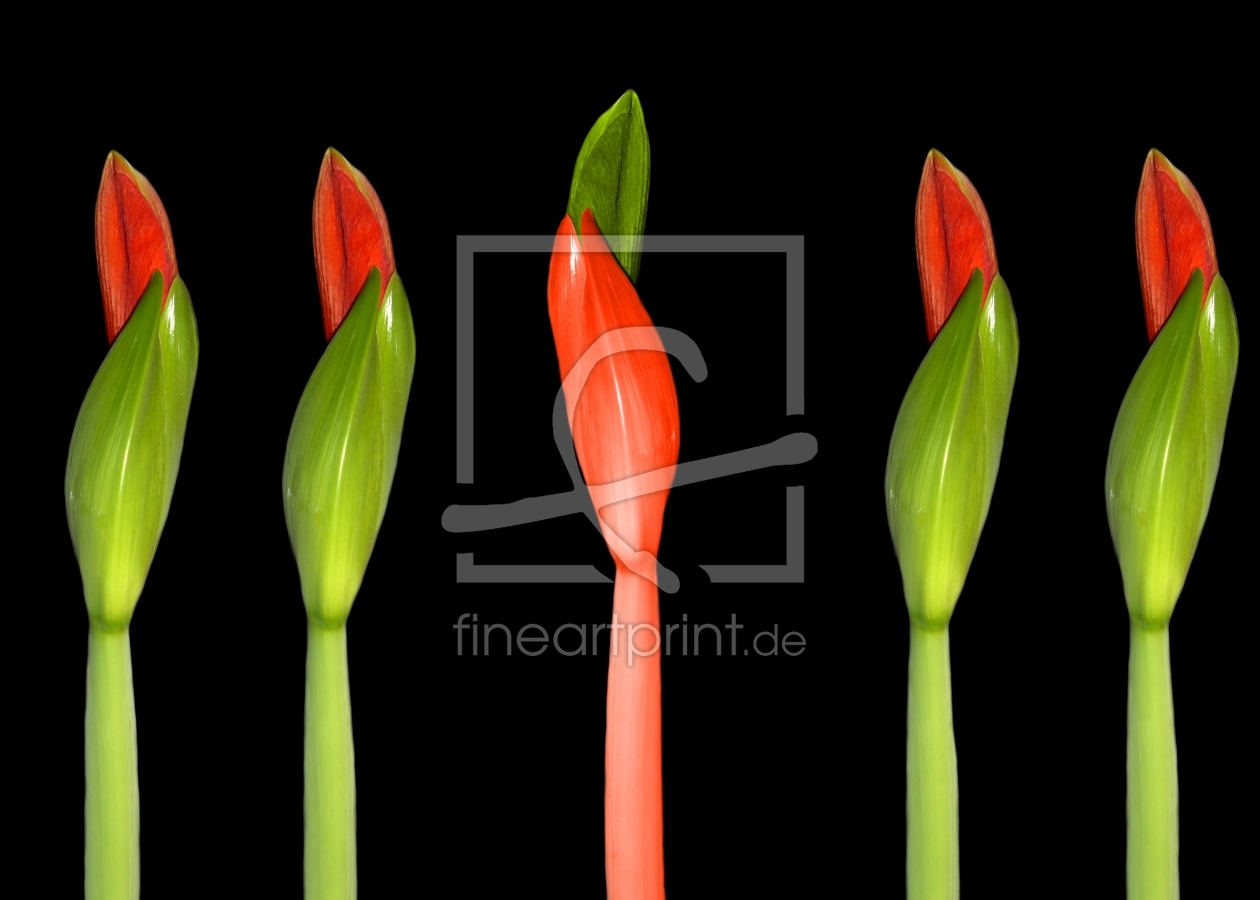 Bild-Nr.: 9987201 Amaryllis Kunst erstellt von Martina Fornal