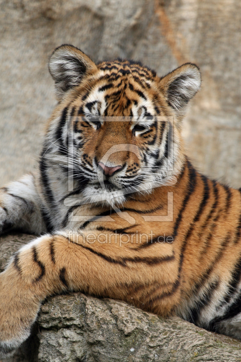 Bild-Nr.: 9988445 Tiger_3 erstellt von pixelschmied