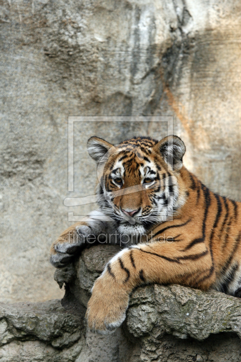 Bild-Nr.: 9988451 Tiger_4 erstellt von pixelschmied