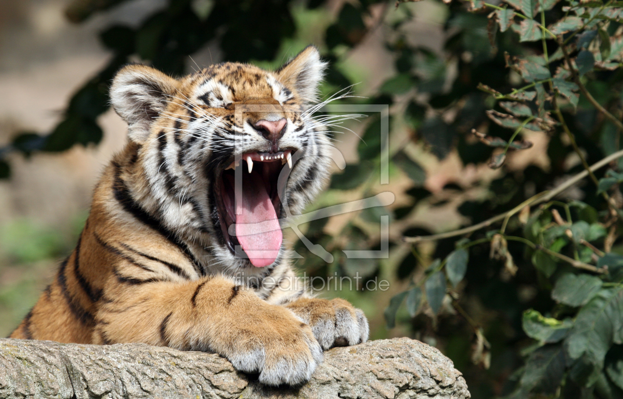 Bild-Nr.: 9988455 Tiger_7 erstellt von pixelschmied