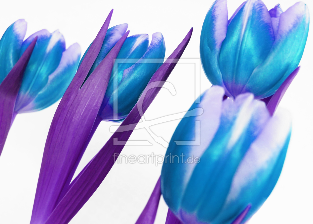 Bild-Nr.: 9988859 Tulpen Impression  erstellt von Galerie-Fotoeffekt