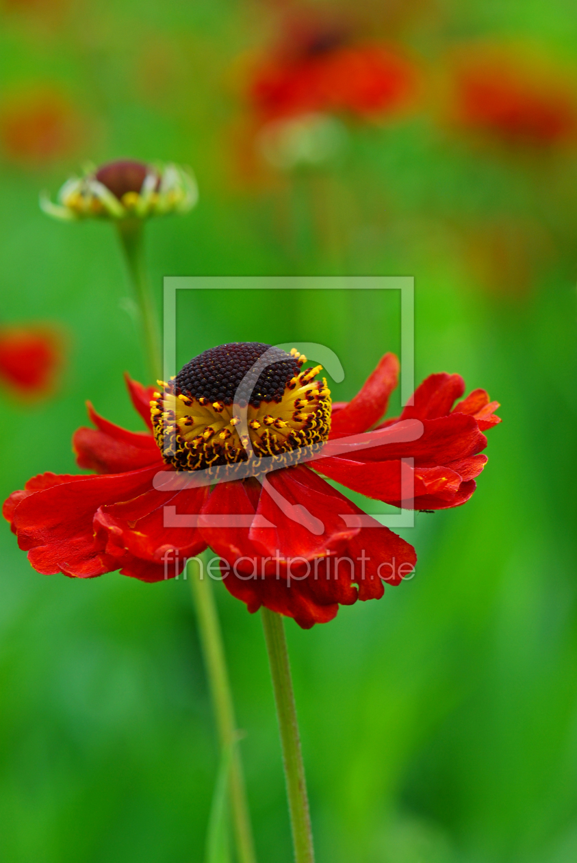 Bild-Nr.: 9989429 Helenium Hybride erstellt von Atteloi