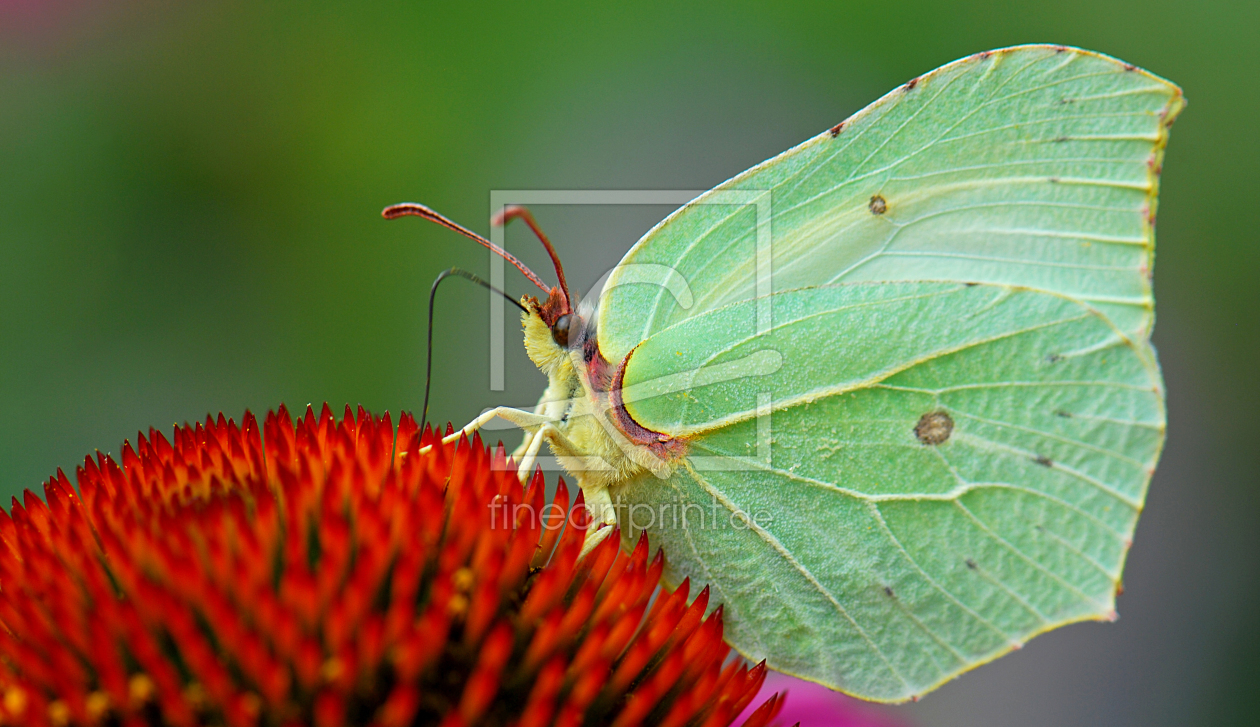 Bild-Nr.: 9990714 Zitronenfalter Bild-Nr.: 9990714 Zitronenfalter erstellt von Atteloi