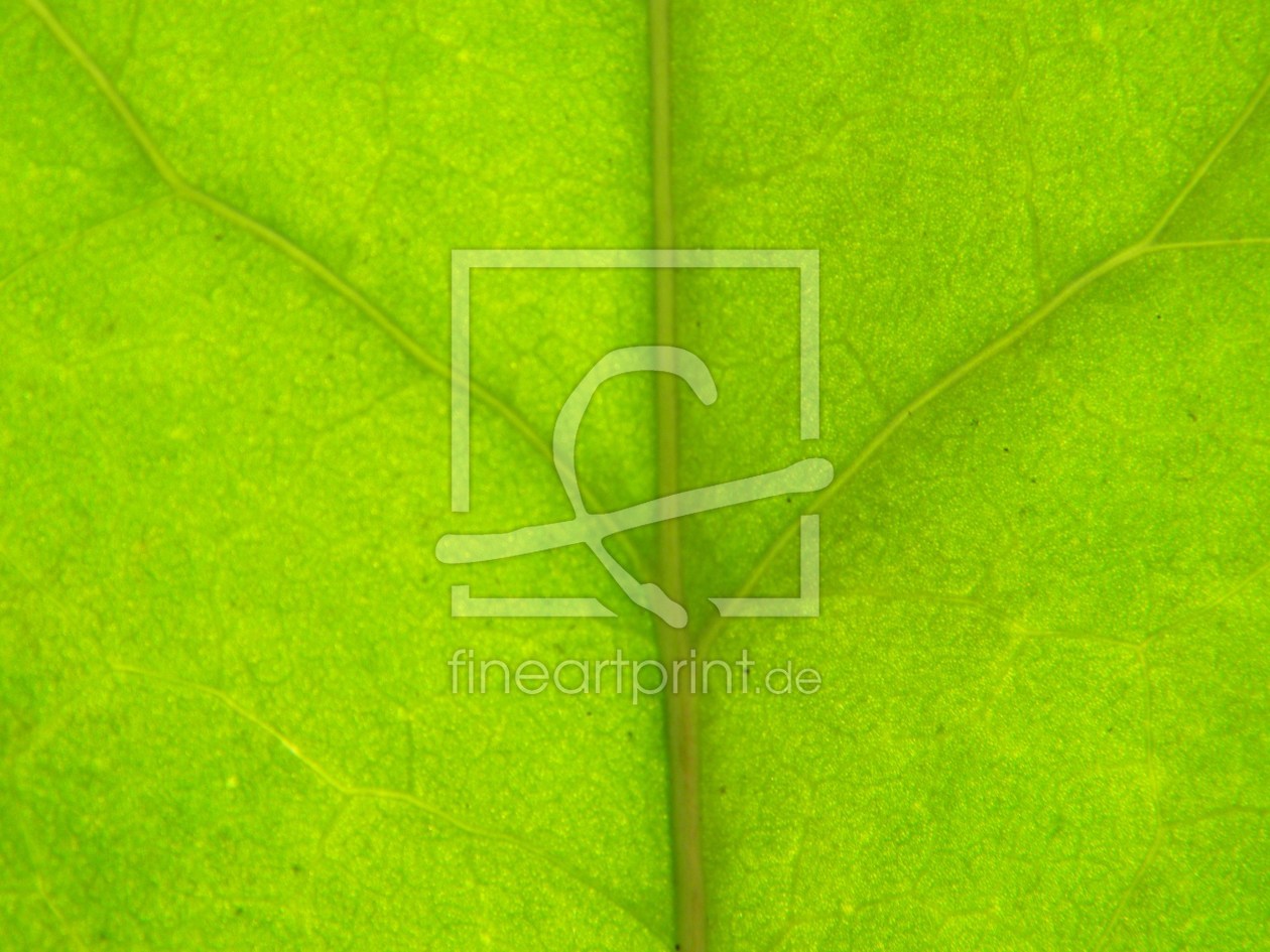 Bild-Nr.: 9991047 Efeublatt vor der Sonne erstellt von Nepomuk