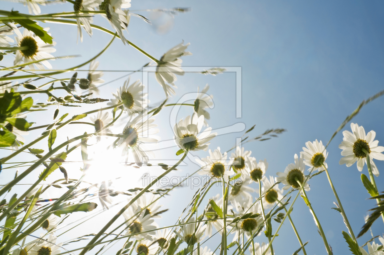 Bild-Nr.: 9991225 Blumenwiese erstellt von danielschoenen