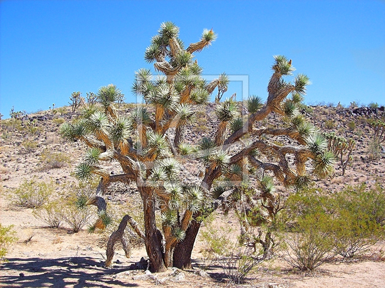 Bild-Nr.: 9991477 Joshua Tree erstellt von Marion227