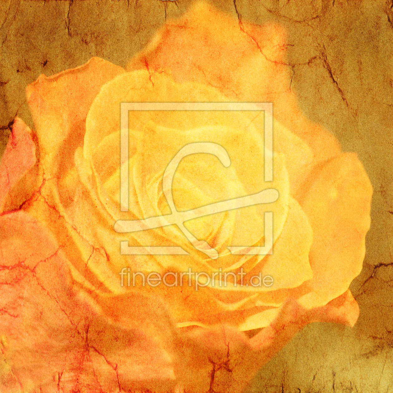 Bild-Nr.: 9992099 Hidden Rose erstellt von FotoDeHRO
