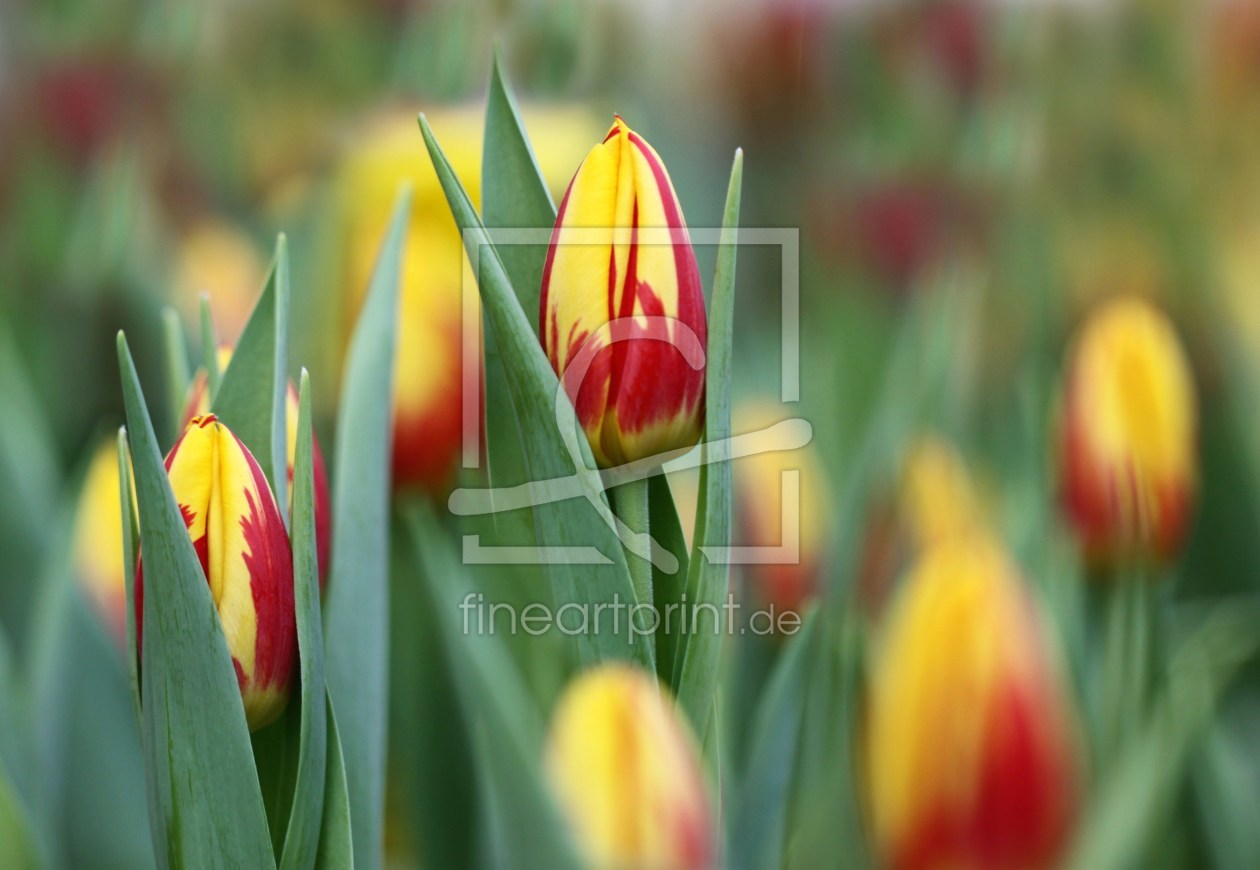 Bild-Nr.: 9992573 Happy Flower erstellt von Renate Knapp