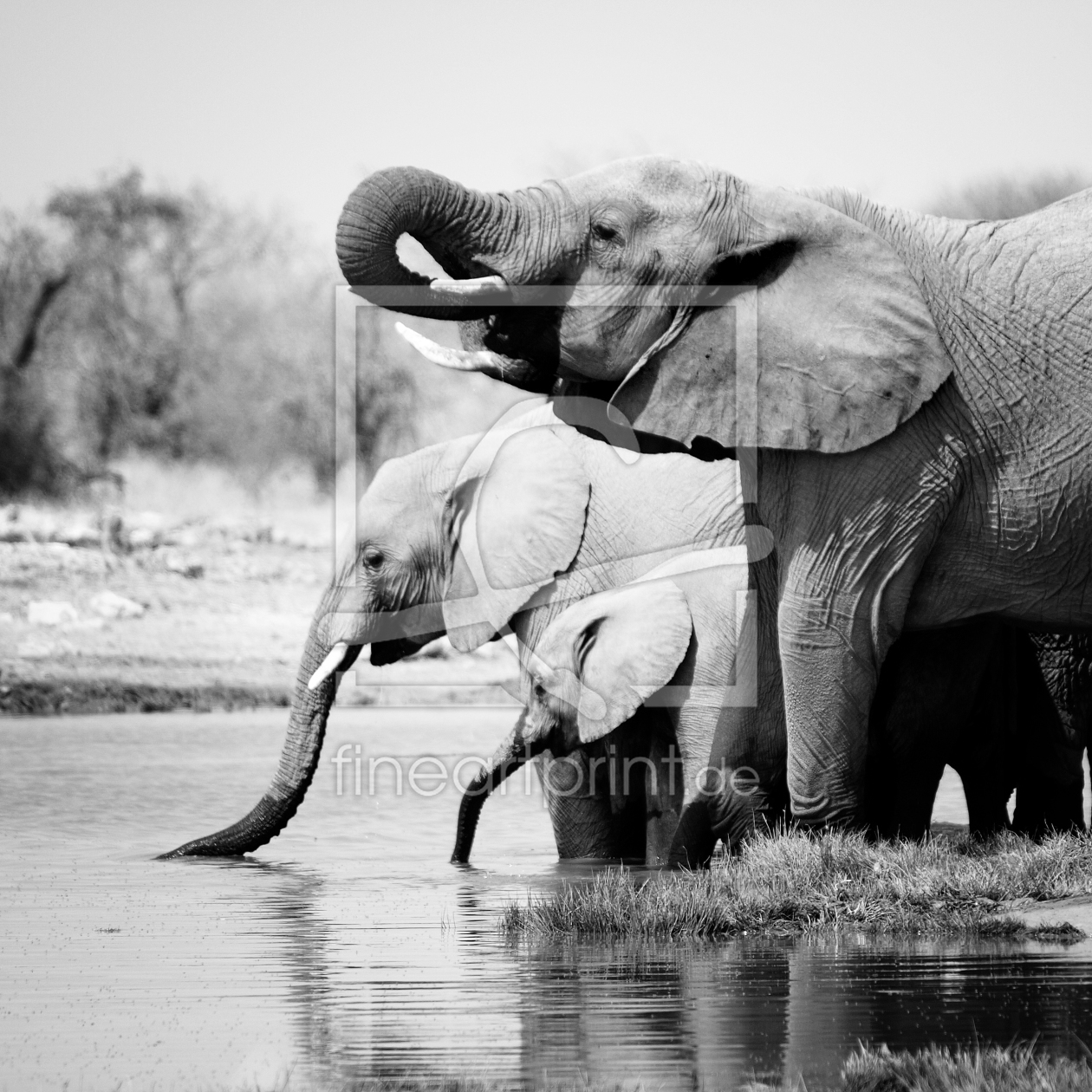 Bild-Nr.: 9993145 Namibia: Elephants erstellt von sensorfleck