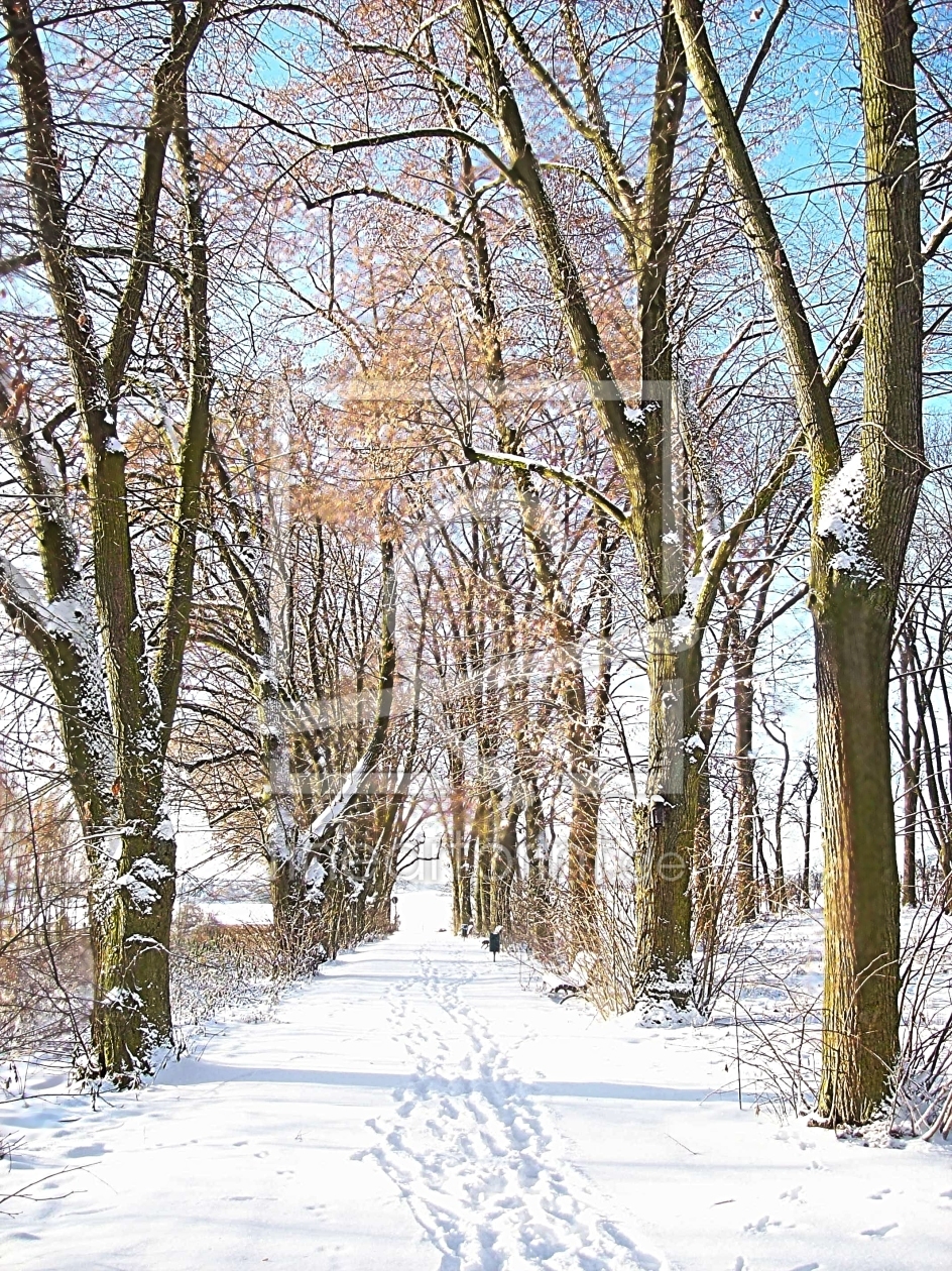 Bild-Nr.: 9994031 Winterallee erstellt von Marion227