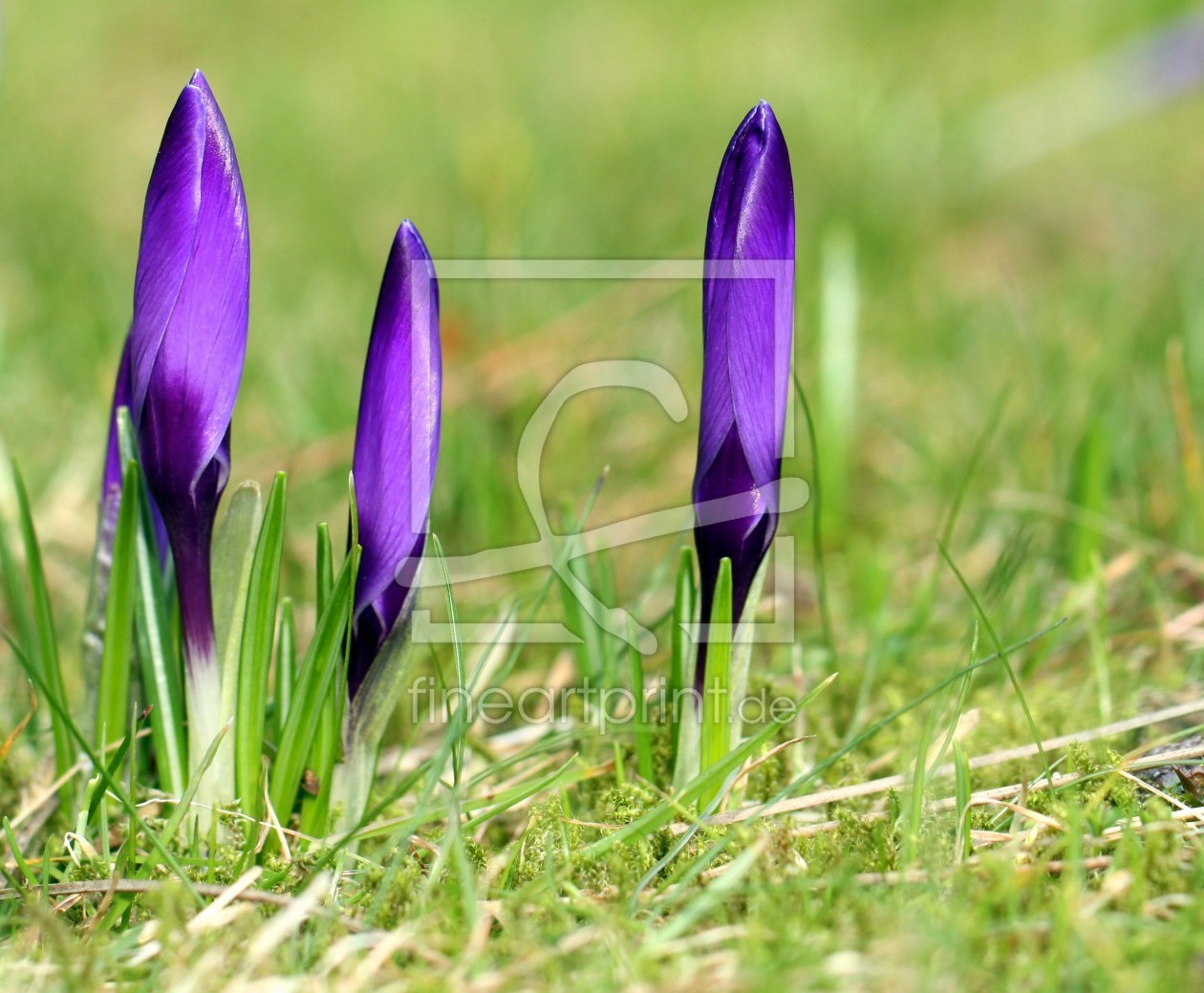 Bild-Nr.: 9994039 Krokussknospen erstellt von Renate Knapp