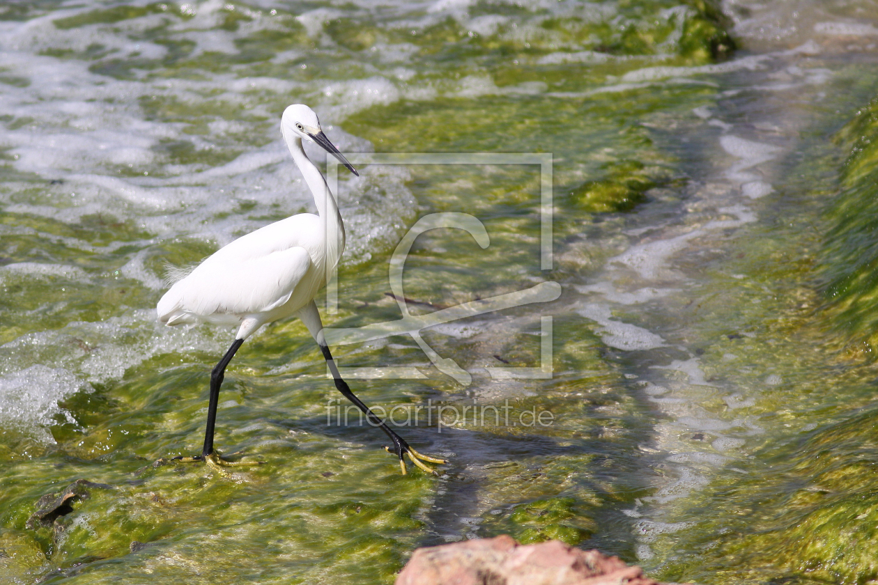 Bild-Nr.: 9994757 Seidenreiher auf Futtersuche erstellt von FotoDeHRO