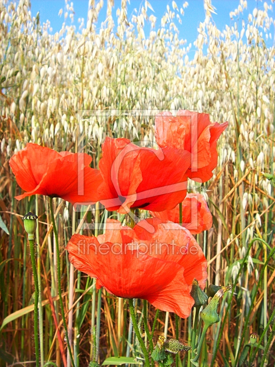 Bild-Nr.: 9995105 Hafer & Mohn erstellt von Marion227