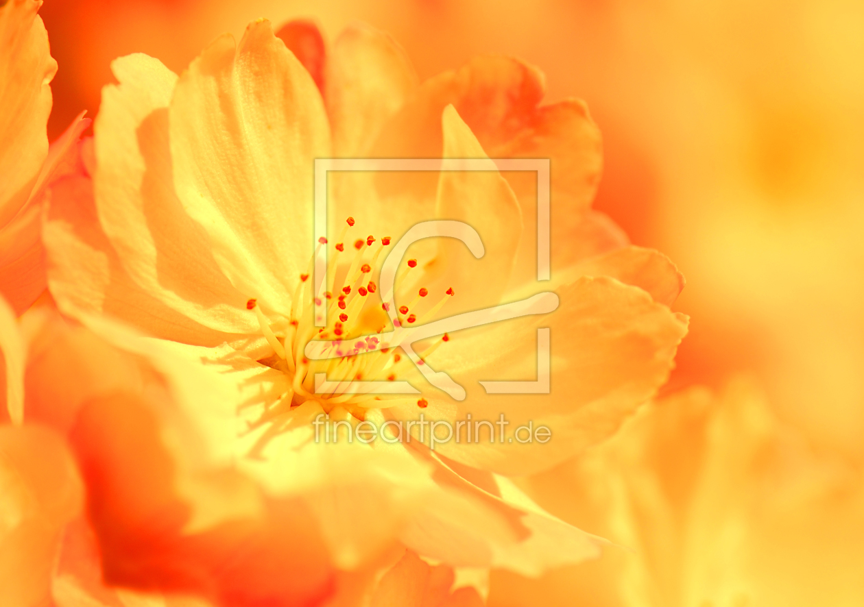 Bild-Nr.: 9996909 Blüte erstellt von Atteloi