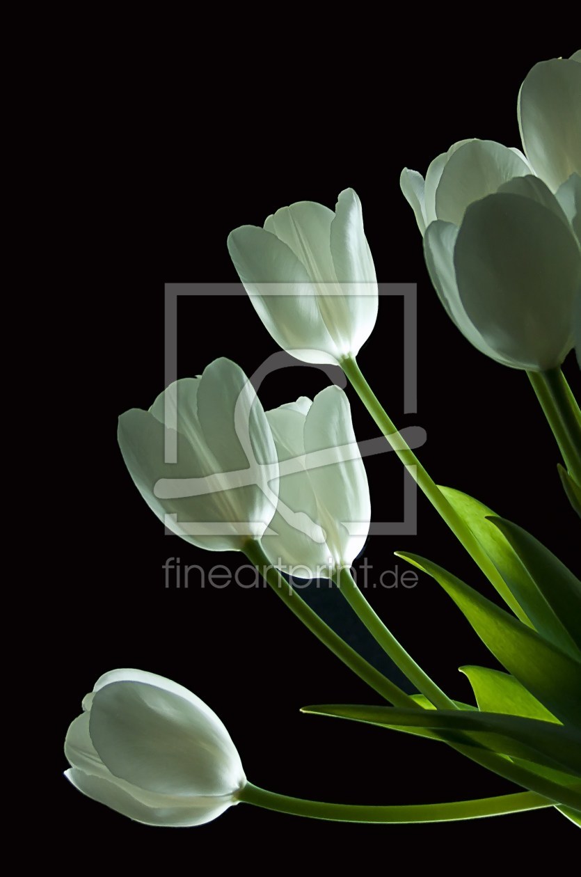 Bild-Nr.: 9996947 tulips Bild-Nr.: 9996947 tulips erstellt von Gisela Baiker
