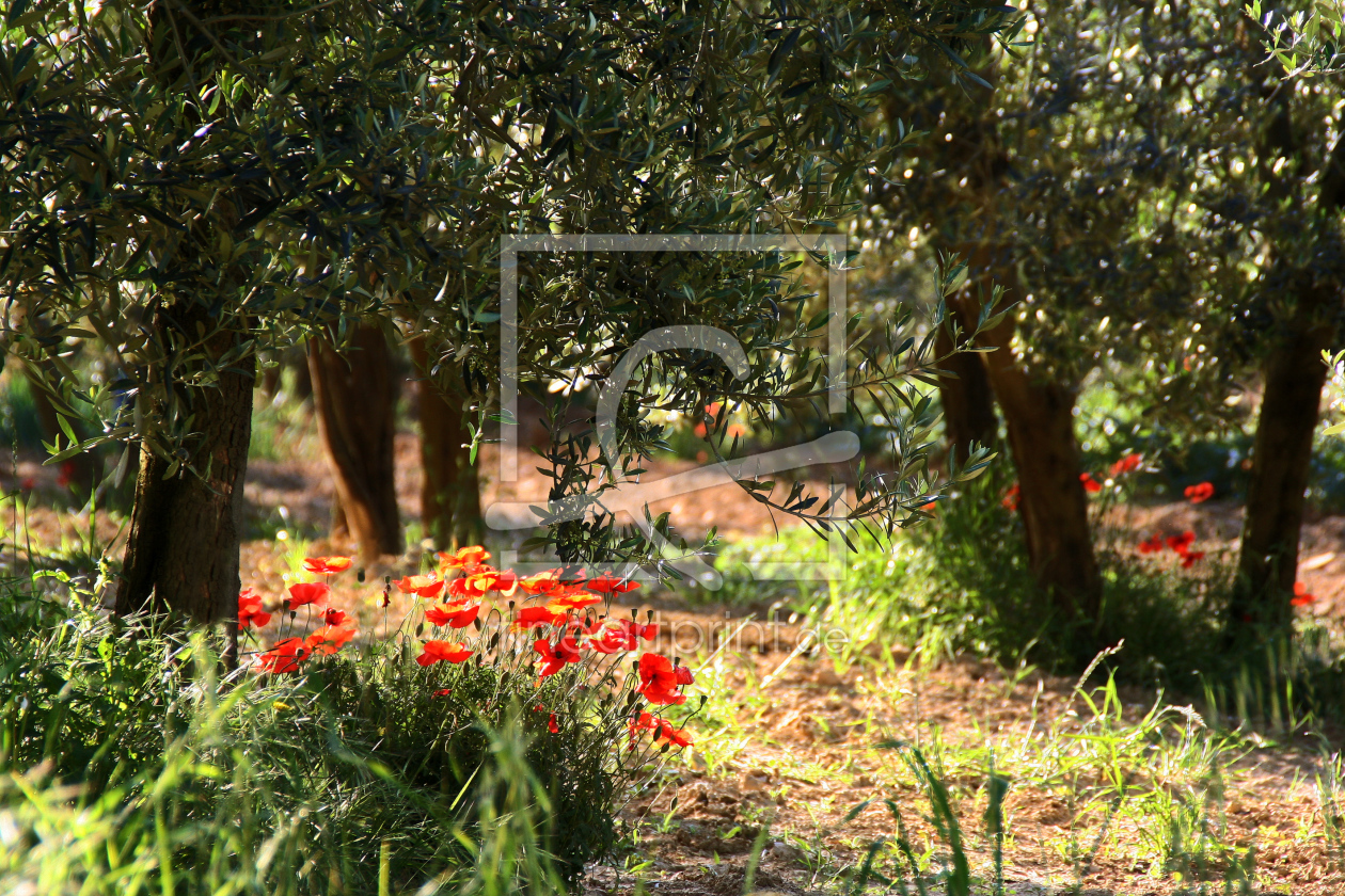 Bild-Nr.: 9998833 TOSKANA Impression  im Olivenhain  erstellt von pichris