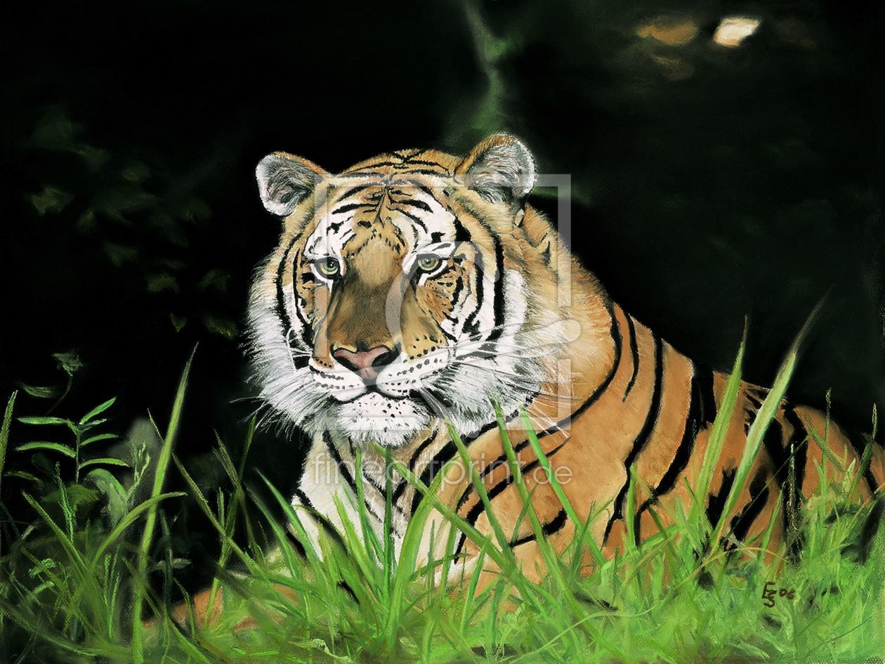 Bild-Nr.: 9999843 the clemson tiger erstellt von suender-artworks