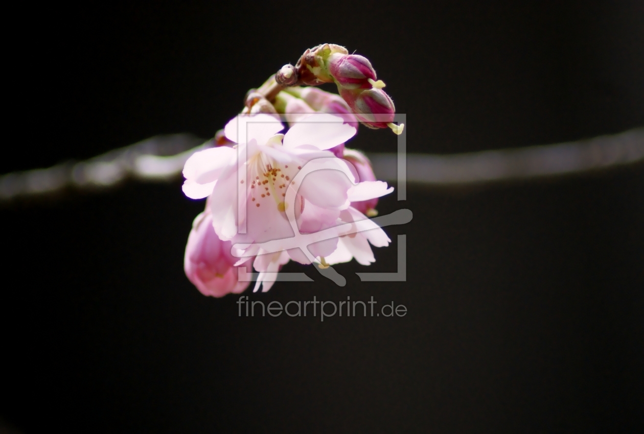 Bild-Nr.: 9999953 Blossom light Bild-Nr.: 9999953 Blossom light erstellt von youhaveadream