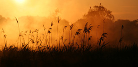 im Morgenlicht/9326484