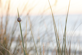 Strandläufer/9369728