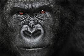 schau mir in die Augen/9476022