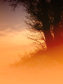 nebulous tree/9484964