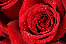 Red Rose/9508224