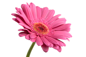 Pink Daisy Flower/9511736