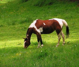 Indianer/9514406