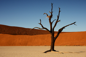 Tree in the desert/9518952