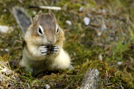 Ground Squirrel/9526234