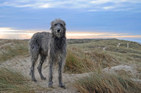 The Deerhound/9542690