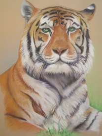 Tiger/9546338