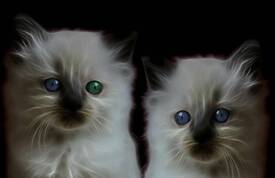 Two of us - Kitten/9552024