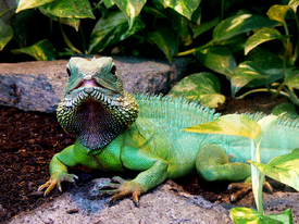 Grüne Wasseragame/9554952