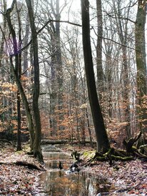 Im Wald/9572790