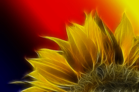 Feuerrose/9584392