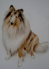 Collie/9590116